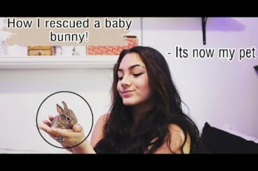 How I Saved a Wild Baby Bunny + Taking Care of it