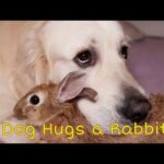 Dog Hugs a Rabbit - Amazing Friendship / The King