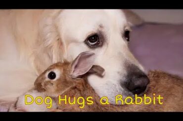 Dog Hugs a Rabbit - Amazing Friendship / The King