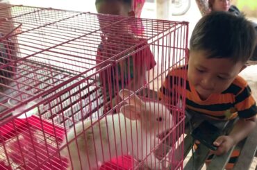 Funny Baby play with Rabbit Videos Episode 02- Cute Rabbits Compilation 2020. #Cute_Rabbit baby