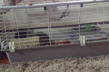 Cute bunny playing in his cage!