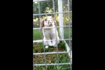 Cute bunny nose twitch