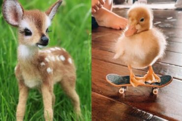 Cute baby animals Videos Compilation - funny moment of the animals #3