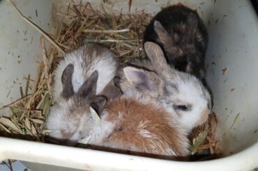 3-4 weeks old baby bunnies eating hay