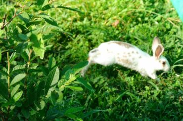 Early morning baby bunnies finding food in field grass - Waapooom Life