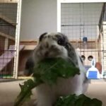 Bunny eating veggies ASMR