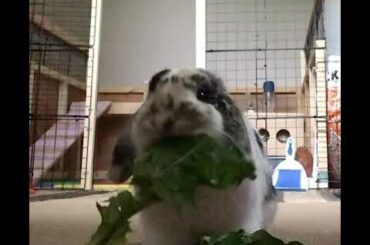 Bunny eating veggies ASMR