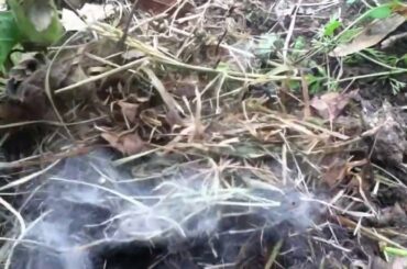 BUNNIES IN MY GARDEN?? OMG... so CUTE