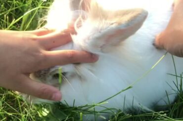 Cutest bunny |lionhead bunny|Hay Buhay Canada