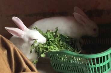 Pet rabbit , pet bunny , baby rabbit 🐇