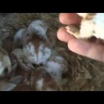 baby rabbit update 3