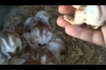 baby rabbit update 3