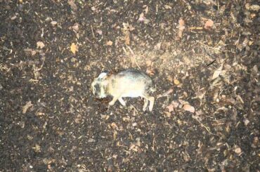 Baby Rabbit Decomposition Time-Lapse in 4 Days, Quick and Complete