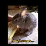 Judwa Cute Bunny Adorable Moments.... 🐰