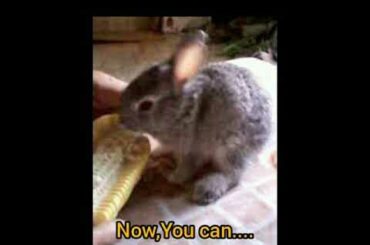 Judwa Cute Bunny Adorable Moments.... 🐰