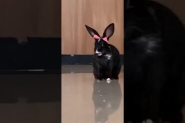 A very cute baby bunny with bow on her head