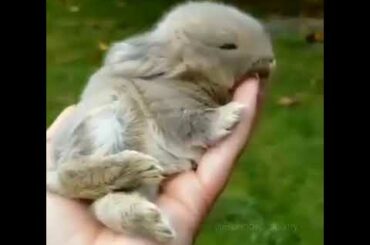 Animal world~Cute baby Bunny I प्यारा खरगोश बच्चा