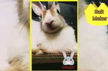 CUTE BUNNY EATING FOOD