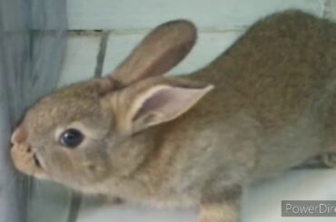 Meet Bun-Buns My Cute Baby Bunny!