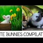 Cute little bunny compilation