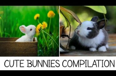 Cute little bunny compilation