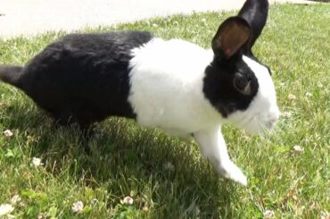 Rabbit circles pool!