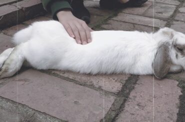 Cute rabbit sleeping!