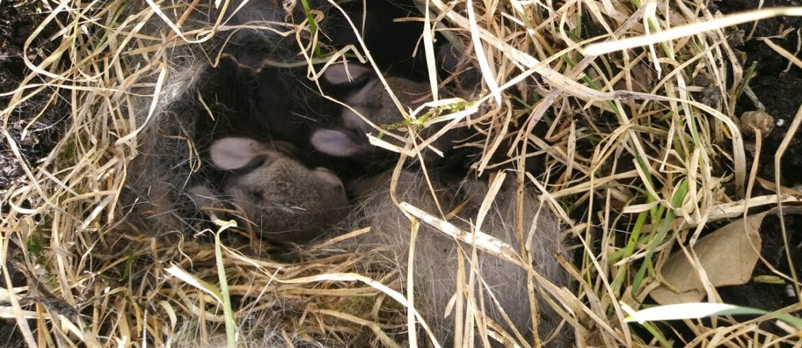 Rabbit Nests (Trail Tips)