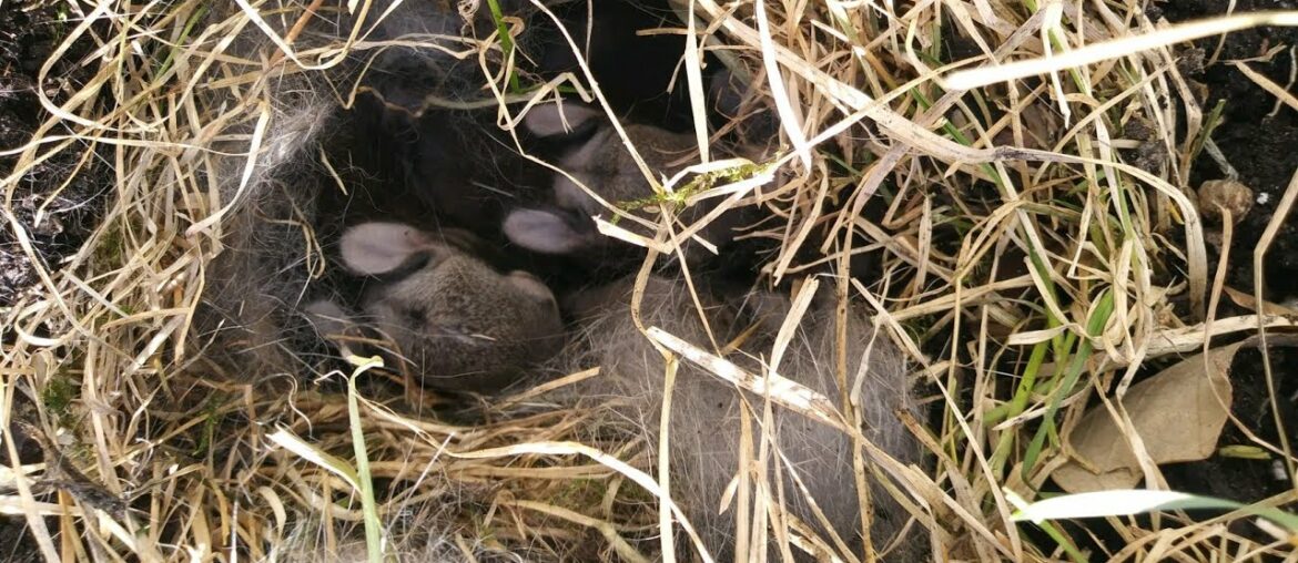 Rabbit Nests (Trail Tips) Rabbit Nests (Trail Tips)