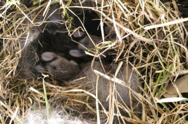 Rabbit Nests (Trail Tips)