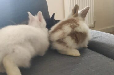 Lilliana Rabbitry - Cute little lion head bunnies