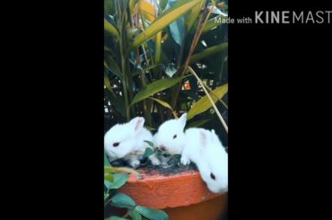 Cute and funny bunny whatsapp status video| Rabbit whatsapp status| beautiful scene of baby rabbits