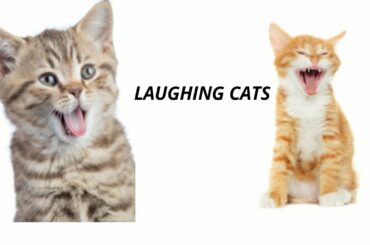 The Funny And cute Cats Compilation. The most beautiful and tiny bunnies having fun and enjoyment.