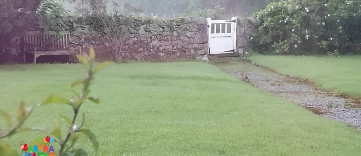 And then there were three little bunnies in our Aberdeenshire garden… And then there were three little bunnies in our Aberdeenshire garden...