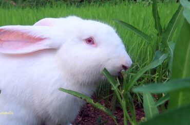 Cute rabbit eating water spinach / Cute rabbit
