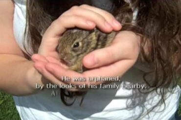 Orphaned Baby Bunny