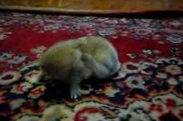 Baby Bunny James Bunn and the Itch (3 Weeks Old)