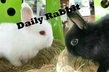Cute Baby Bunny Rabbit -Rabbit -CamborabbitKH