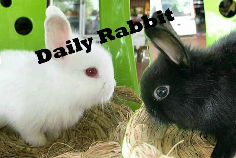 Cute Baby Bunny Rabbit -Rabbit -CamborabbitKH