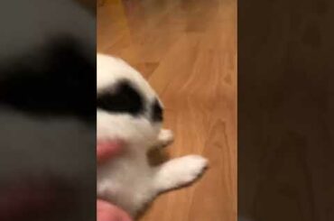 #rabbit #bunny Cutest rabbit in the space