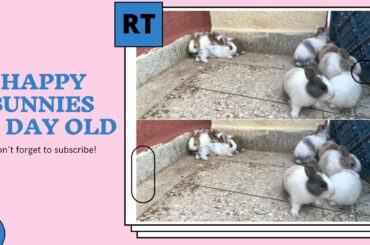 Happy Bunnies Playing And Jumping 19 Day Old - Cute Baby Rabbit - Funny Bunny Baby Videos ( Part 1 )