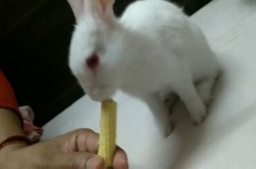 Funny Baby Bunny | Eating eating Banana and Baby Corn | Cute Bunny  | Mikku The Bunny.