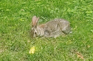 Another Cute Bunny! 🐰🐰🐰