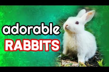 খরগোশ||Rubbits Building Nest|| Rabbits Preparing building nest For Baby Rabbits||