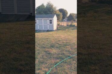 Found a Cute Baby Rabbit in my Backyard!!!