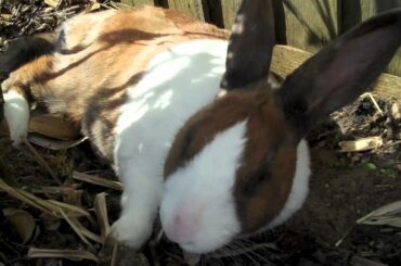 Collapsing in the sun!!! Cute rabbit