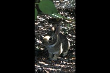 7 Baby Hares (bunny)in my Backyard so Cute! / bébés lièvres dans l'arrière-cour