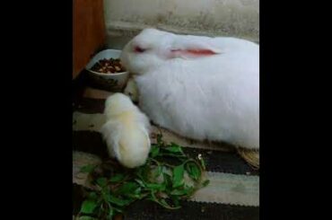 Cute bunny with chicks😍