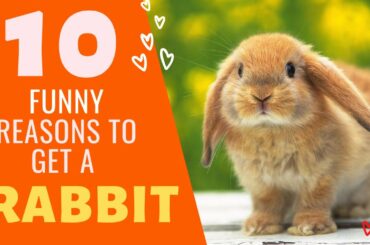 Top 10 reasons to get Rabbit! Funny and Cute Rabbits Videos Compilation. Funny bunny