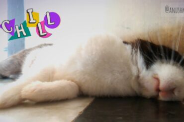 cute rabbit (bunny) sleeping video 🐇🐰♥️😘